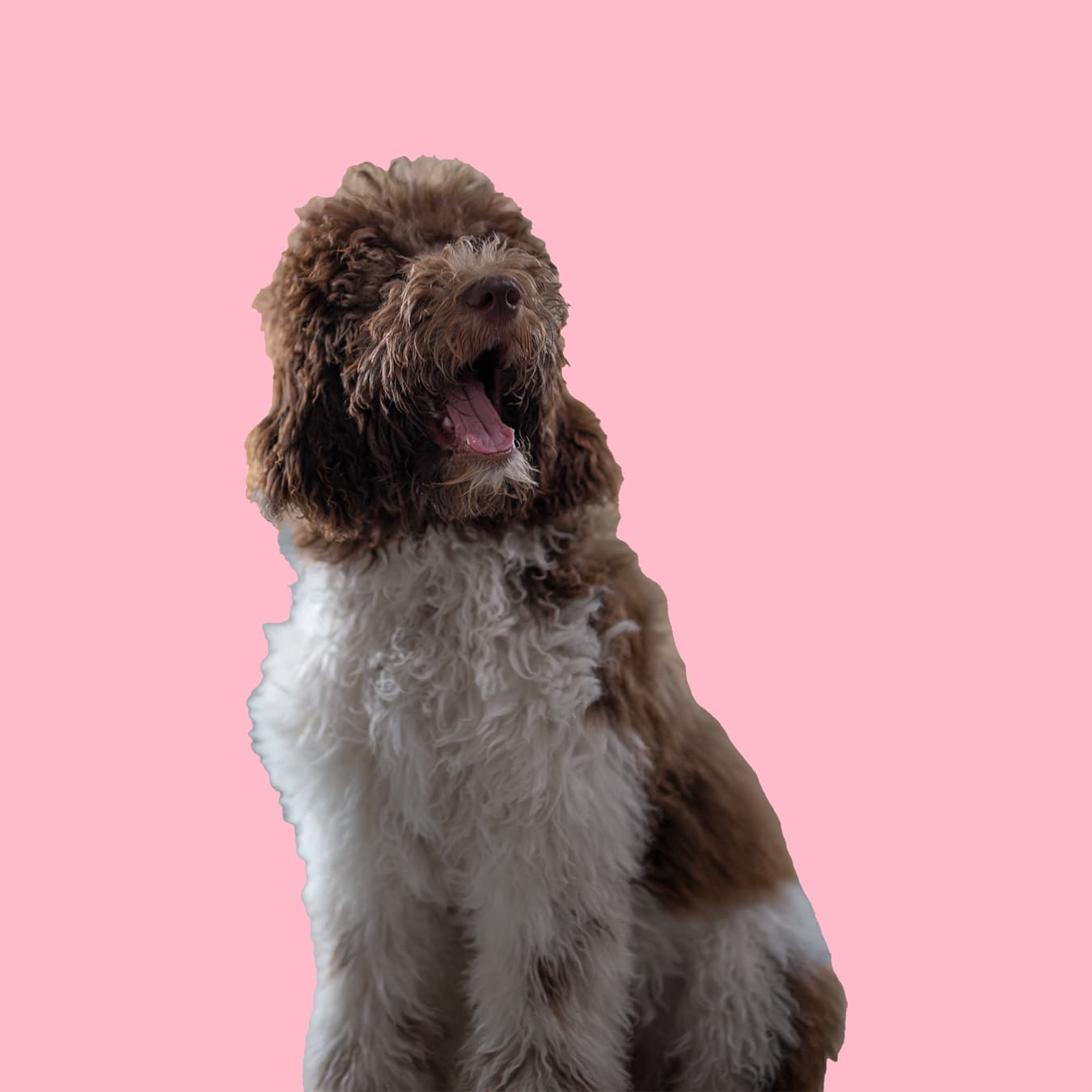 ROCKS – Feelgood Manager